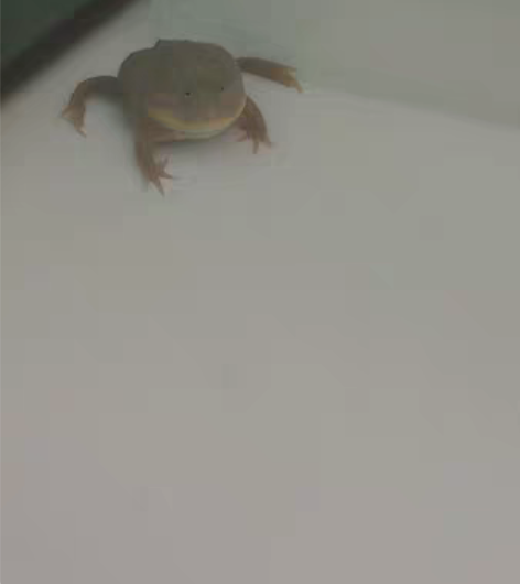 包邮小丑蛙两只，猫眼珍珠蛙，一公一母，全品...