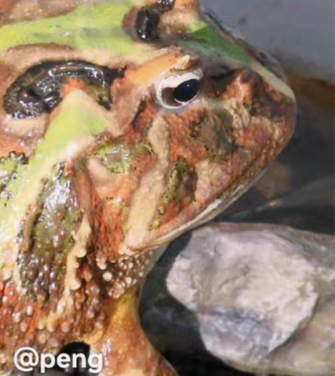 角蛙（母蛙），家人不让养了，忍痛割爱，寻找...