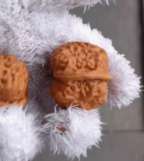 包邮延庆蛤蟆头肌肉蛙，边37肚40+，记不...