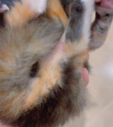 橘猫爸爸和布偶妈妈生的孩子 2023.1....