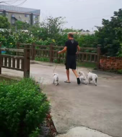 包邮上海本地人驯狗定点大小便、爆冲、护食、...