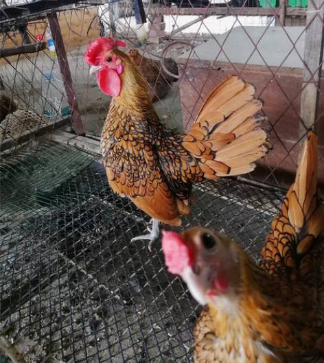 包邮观赏鸡，宠物鸡，塞拉玛，薰衣草球，白球...