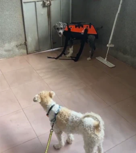 包邮新款双肩背带大型犬(35斤一75斤)背...