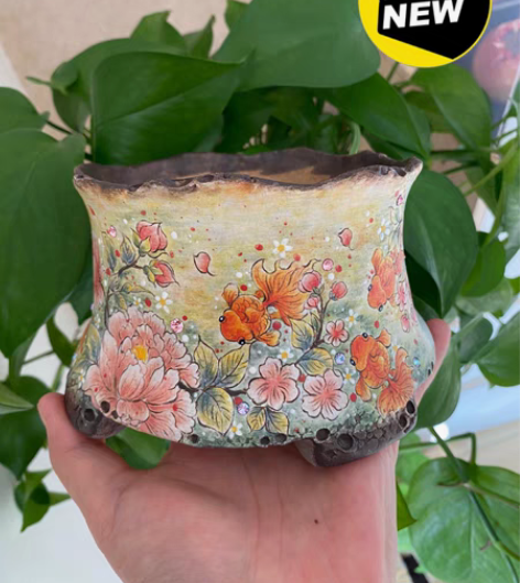 YUN盆  全新 种群生或大单头绝美  外...