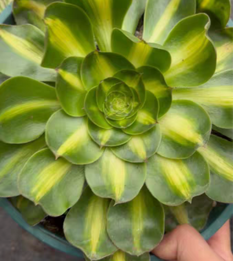 包邮君美丽中斑，锦好。实生。 感兴趣的话点...