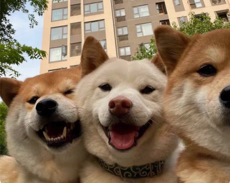 一次8.88块  转账即可 （不搞颜色）纠...