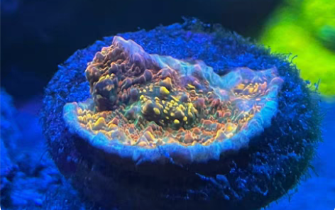 恐龙蛋 稀有精品瓦脑 调色盘珊瑚 瓦片脑 ...