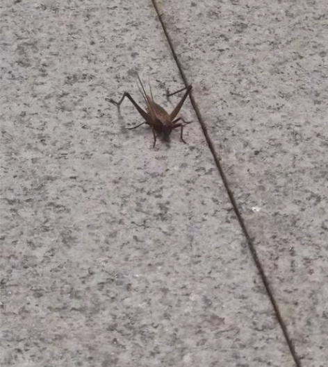 法考客观题7天必过指南，需要一定民法刑法基...