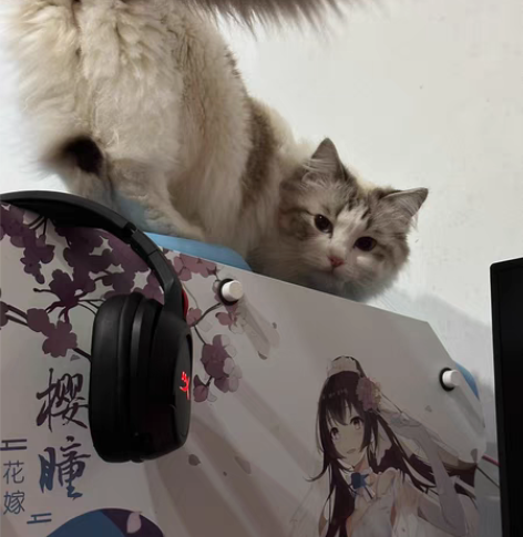 物品：ZC09樱瞳花嫁机箱（仅机箱，无风扇...