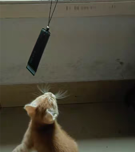 两个月的小母猫，吃猫粮，会用猫砂，现拍的图...