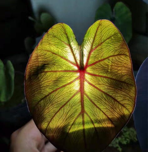 包邮热带风暴芋 ColocasiaTrop...