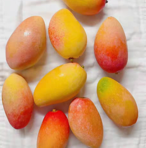 贵妃芒开始了，上海同城可当日送达，全国包邮...