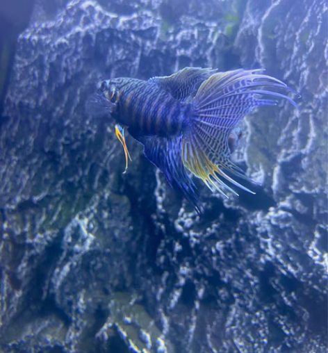 包邮蓝蛇，斗鱼一对两条25元，2对包邮包损...