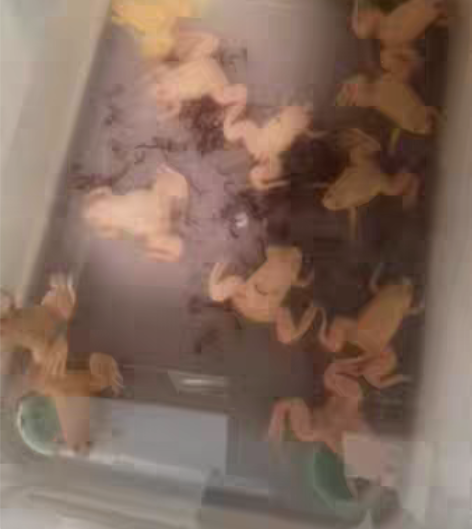 出闲置彩蛙八块钱一只，十五块钱两只，都是可...