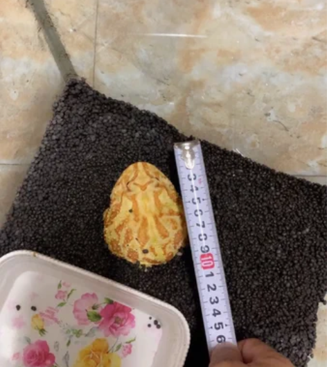 出黄金角蛙，一建道口自提，10，养2年了，...