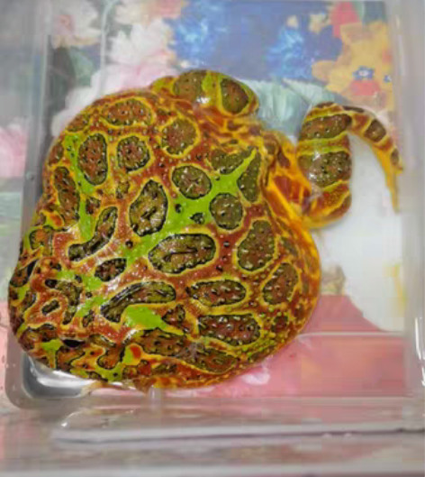 巨头圆体双色钟角蛙，母蛙，13厘米，状态如...