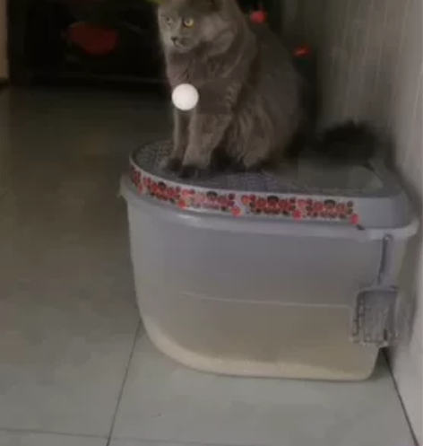 标价即卖价 纯种长毛蓝猫,两岁姐姐,非常粘...