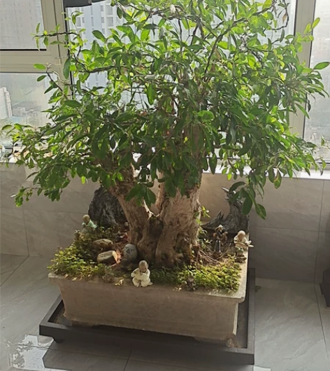 自养精品老庄四枝石榴树，适合家庭、庭院摆放...