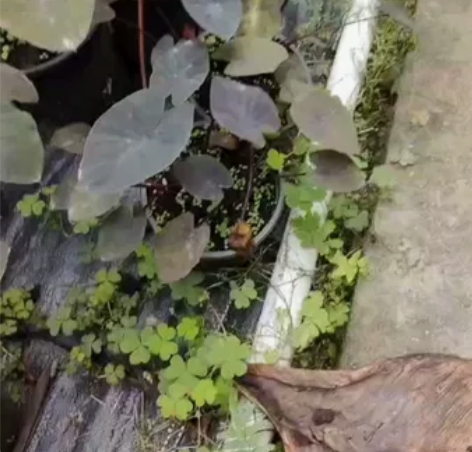 热带风暴海芋colocasia tropi...