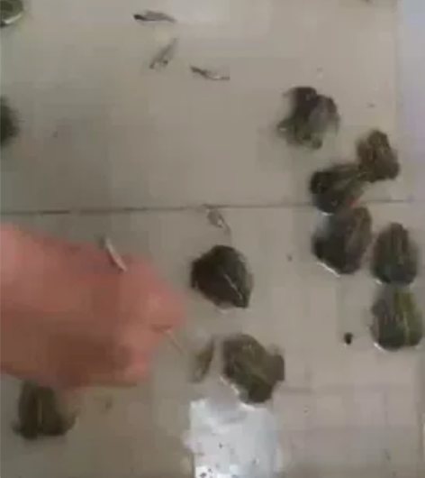 非洲牛蛙7-8cm大苗包邮包活  货发出不...