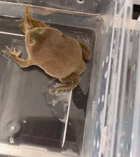 精品小丑蛙 猫眼珍珠蛙 状态嘎嘎好 特别皮...