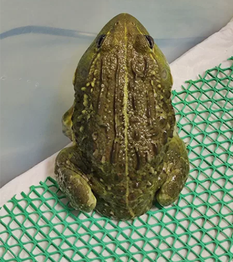 非洲牛蛙大头公10cm 极品精品密纹 喜欢...