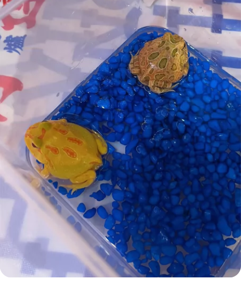 两只小角蛙，新买的，家里人都不喜欢，忍痛转...