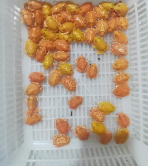 角蛙批发，黄金角蛙 南瓜角蛙 持续上岸中 ...