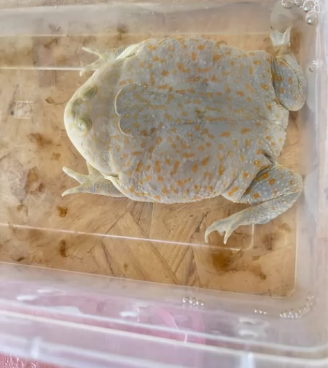 小丑蛙退坑中……本地自提。活物售出不退不换...