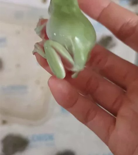 印尼姥爷树蛙，半年体质 5－6cm 300...