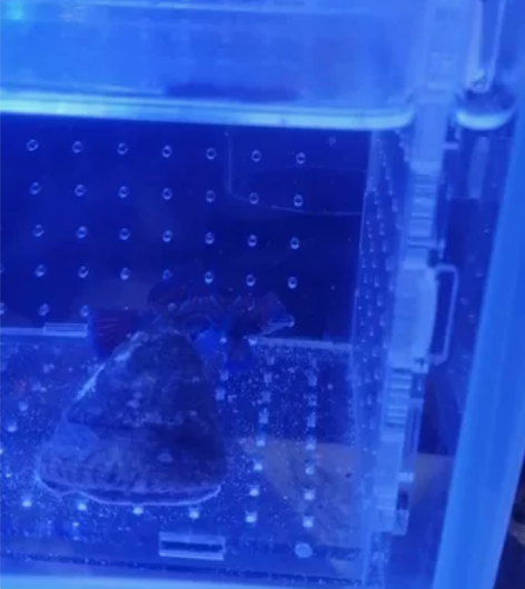 颗粒青蛙，海水鱼，五彩青蛙 感兴趣的话点“...