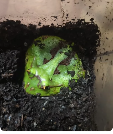 霸王角蛙 有两只，这图片是两只，一支大点一...