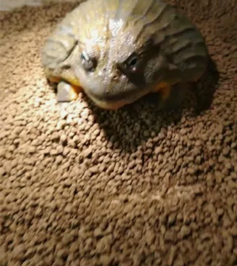 因工作原因出掉自己养的大非牛 巨型非牛非洲...