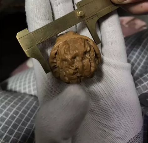 延庆蛤蟆头，39?尺寸，肥蛙爆肉开背，荷叶...