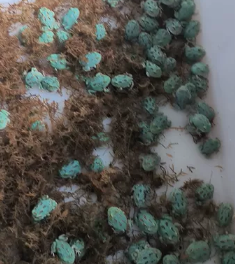 蓝薄荷角蛙 感兴趣的话点“我想要”和我私聊...
