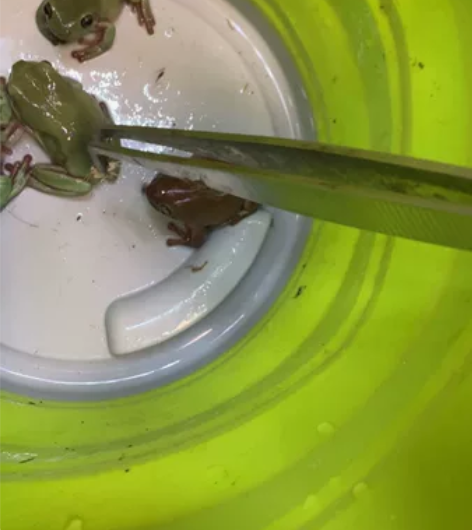 姥爷树蛙，自养，皮实健康，个大成体，不是苗...