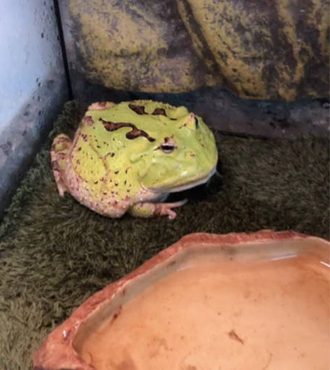 极品褪纹绿色大蝴蝶角蛙，太完美了！特别大，...