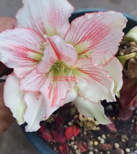 出网红品种倾城之恋  20元/cm  尺寸...