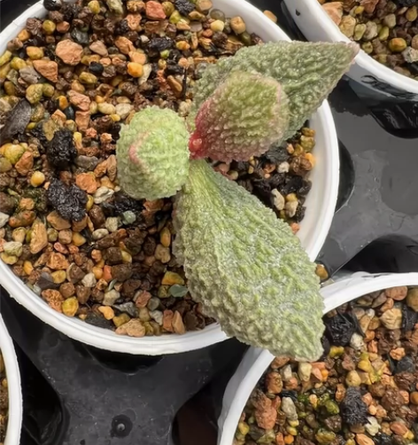 多肉植物水泡新品 天鹅之梦 感兴趣的话点“...