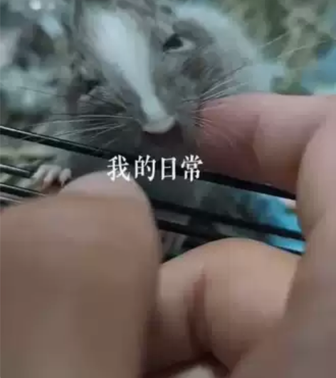 撸鼠日常，八齿鼠，小龙猫，吃素，寿命5-8...