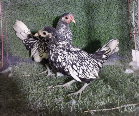 出售黑白花波兰，哥伦比亚球，黑球，熏衣草球...