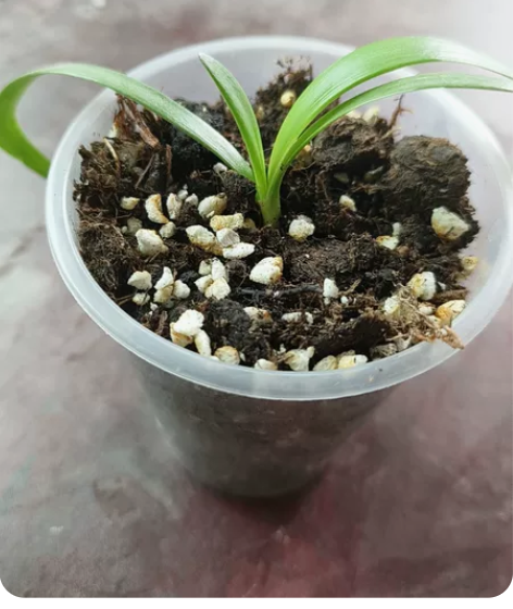澳朱 波兰美人 1cm+，带盆发 母球已开...