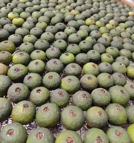 采用8月的新会天马小青柑搭配云南普洱茶，全...