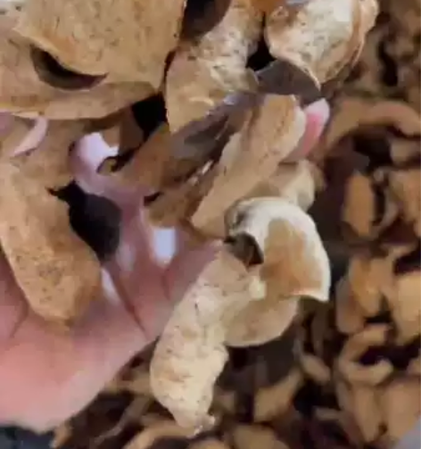 新会天马老柑树，2014年本人亲自开果自然...