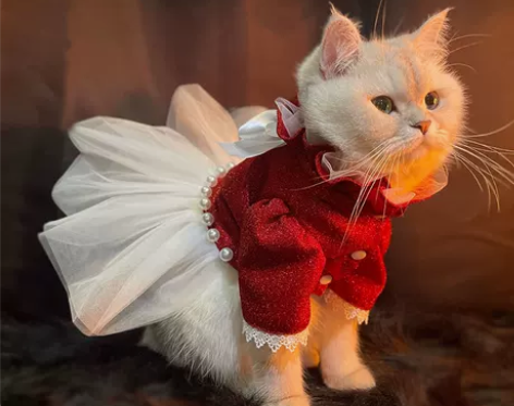 猫咪陪嫁衣服公主风ins泰迪狗狗婚纱小裙子...
