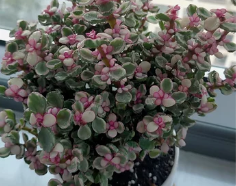雅乐之舞多肉植物办公室绿植