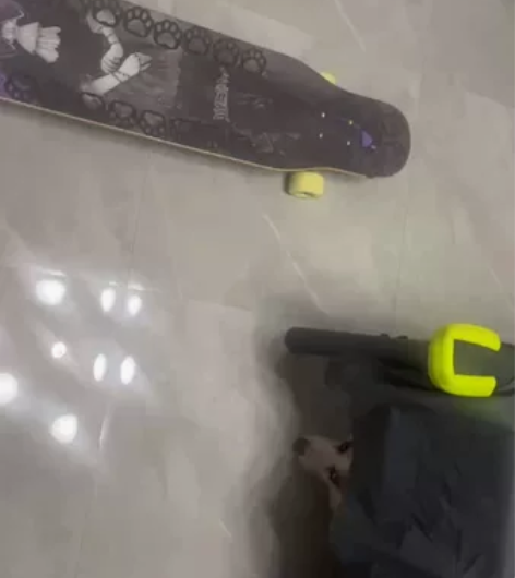 滑板 长板喵板 当时应该6/700买的 就...