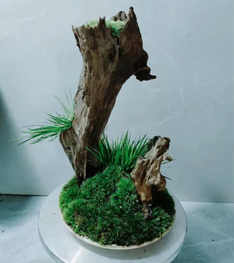 虎须风化木组合盆栽,四季长青好养易活 菖蒲...