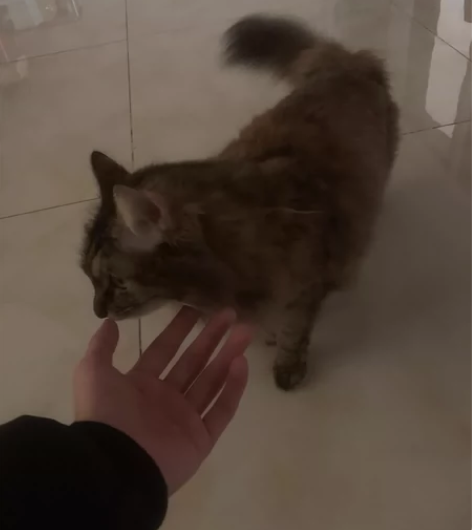 光遇互共王者，我出光遇：安官手机号全图毕业...