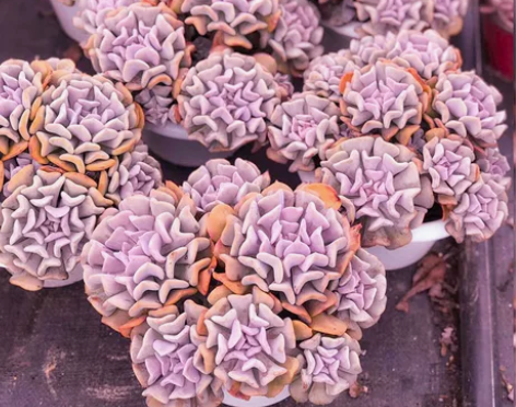雪精灵精品贵货多肉植物稀有品种老桩肉肉花大...